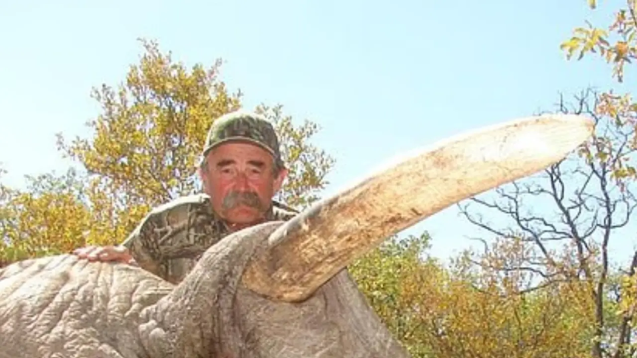 Imagen de Cazador muere aplastado por elefantes: pagó $40 mil por la actividad