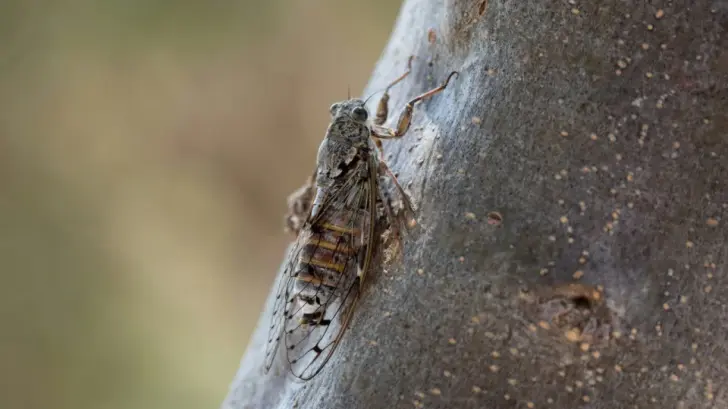 Imagen Principal de Nota: ¿Llaman la lluvia? Este es el motivo del canto de las 'chicharras' en esta temporada