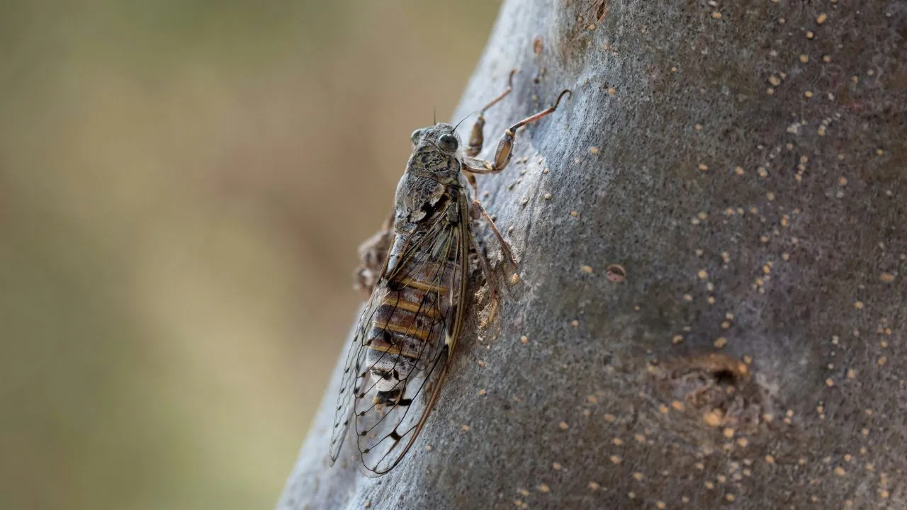 ¿Llaman la lluvia? Este es el motivo del canto de las 'chicharras' en esta temporada Imagen de ¿Llaman la lluvia? Este es el motivo del canto de las 'chicharras' en esta temporada