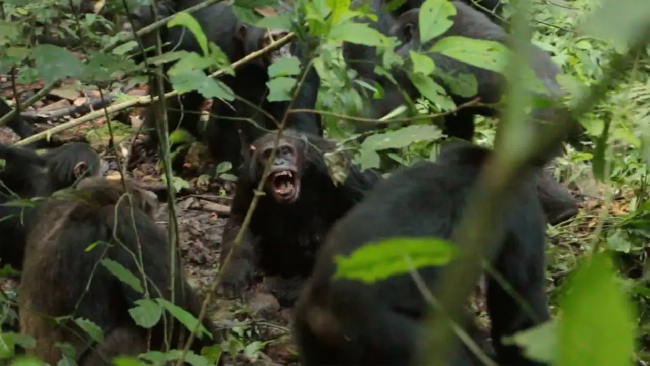 Imagen de Chimpancés desatan su propia “guerra civil” y sorprenden a científicos en África