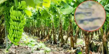 Imagen de Autoridades decomisan fuerte arsenal en campos bananeros del Valle de Sula