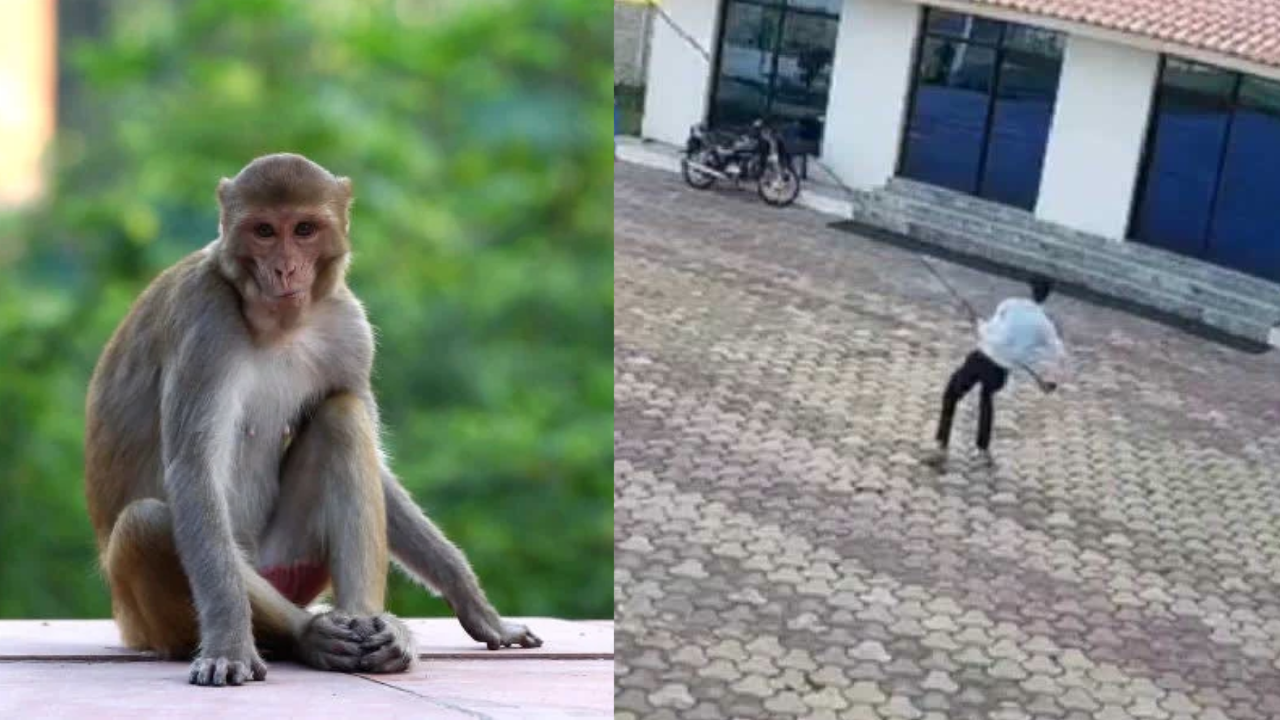 Cámara capta cómo empleado de hotel muere electrocutado al ahuyentar un mono Imagen de Cámara capta cómo empleado de hotel muere electrocutado al ahuyentar un mono