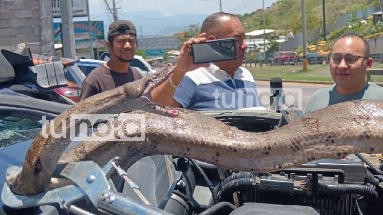 Imagen de ¿Son venenosas? Esto explican bomberos tras hallazgo de boa en carro en Tegucigalpa