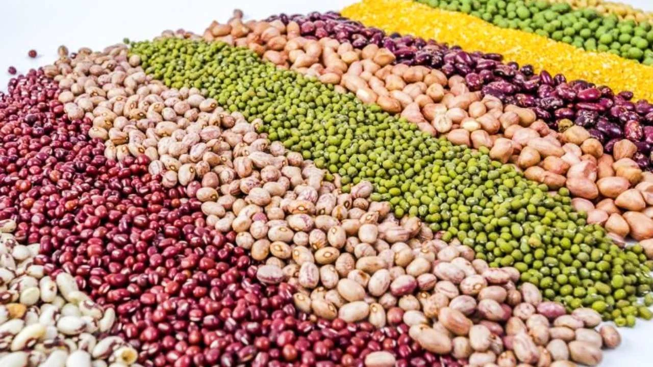 Imagen de Más nutritivo, pero no tan querido: el reto del frijol biofortificado