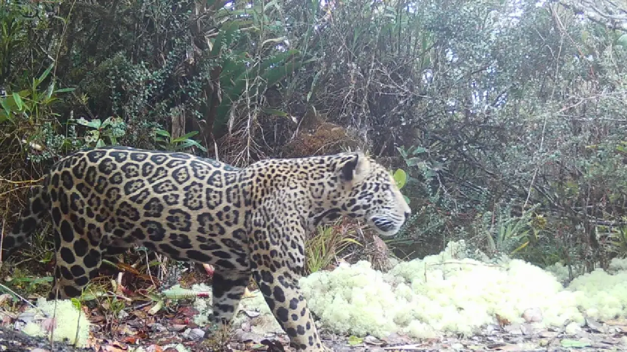 Imagen de Histórico: Captan 'jaguar de las nubes' en Honduras tras 10 años