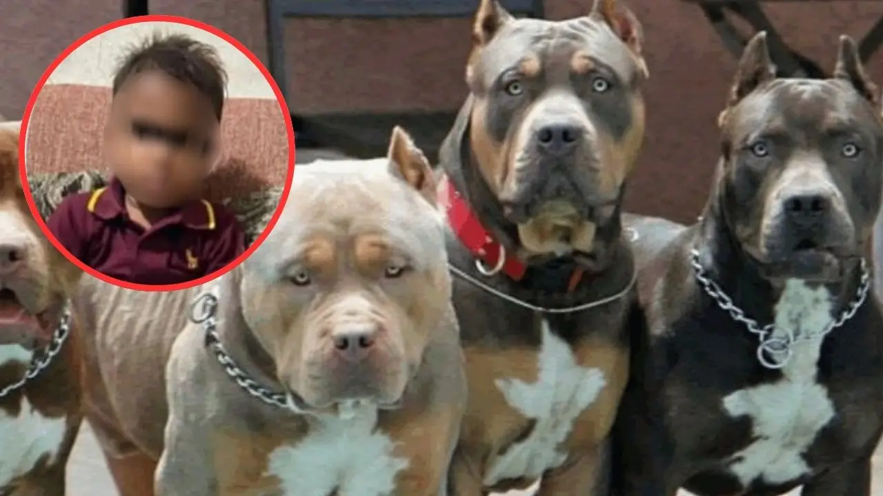 Imagen de Muere niño de 6 años en Colón tras sufrir ataque de perros pitbull