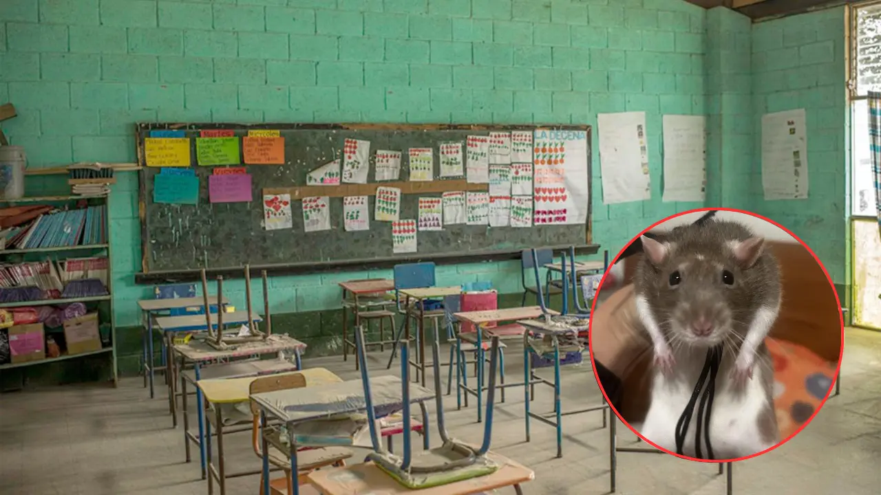 Imagen de Escuela en Choluteca pide gatos en donación por invasión de ratas gigantes