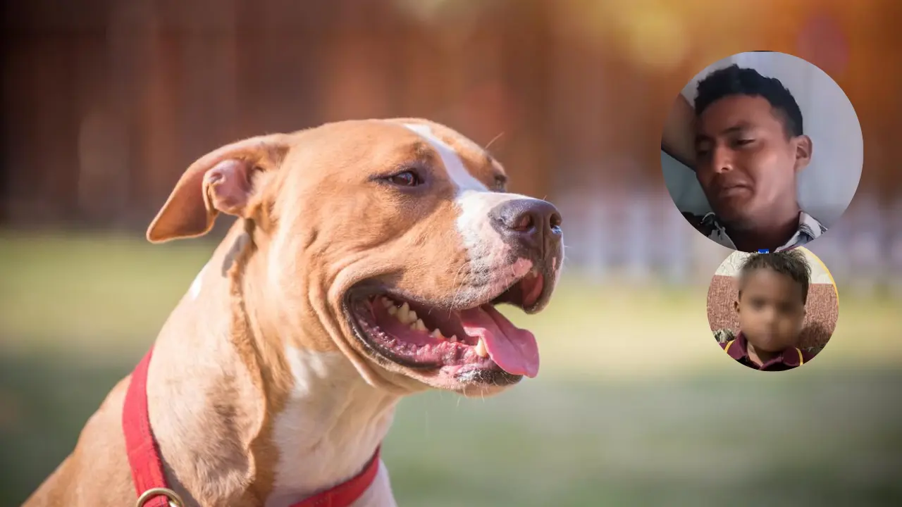 'No le dio tiempo de gritar': doloroso relato del papá de niño atacado por pitbulls Imagen de 'No le dio tiempo de gritar': doloroso relato del papá de niño atacado por pitbulls