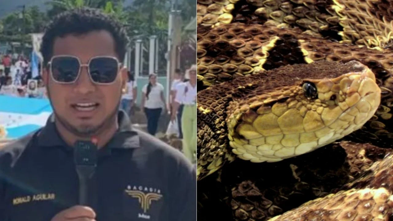 Imagen de Periodista hondureño sufre mordedura de serpiente mientras tomaba fotos