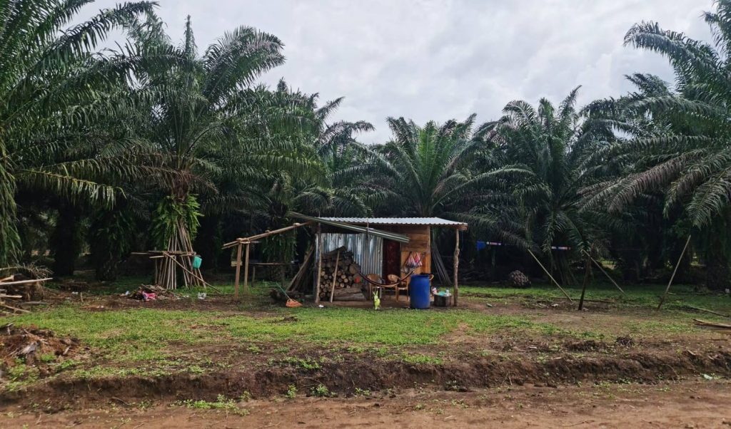 Finca de Palma en aldea Rigores
