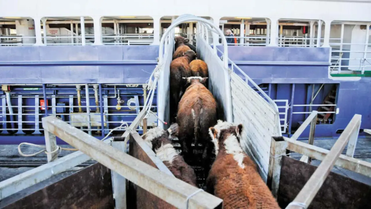 Varias vacas color café siendo trasladadas hacia otro espacio