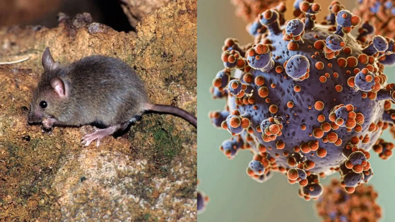 Hantavirus e imagen del rata
