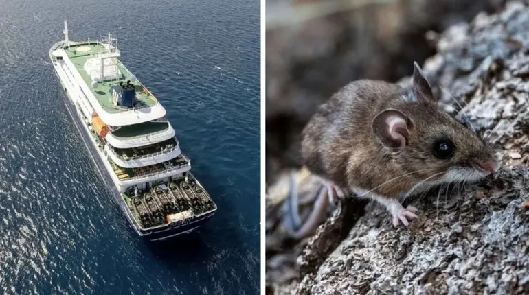 hantavirus