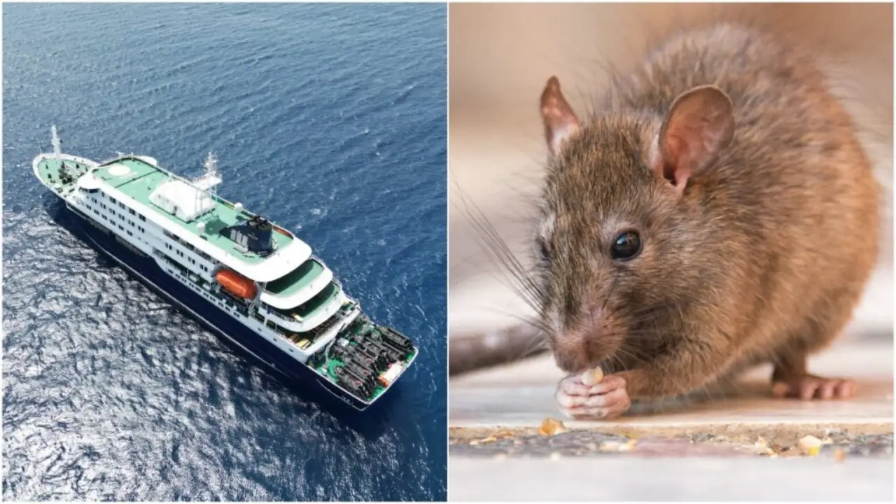 hantavirus