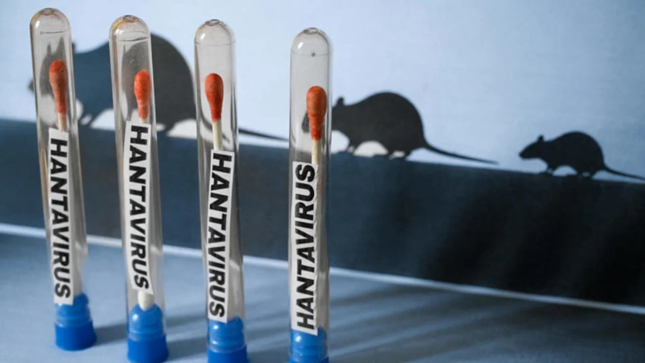 Ilustración de un concepto de prueba de hantavirus con tubos de laboratorio que contienen hisopos de algodón y etiquetas de HANTAVIRUS, junto con siluetas de ratas al fondo que evocan la transmisión por roedores. Fotografía tomada en París, Francia, el 4 de mayo de 2026.