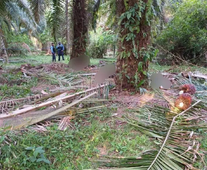campo de palma africana