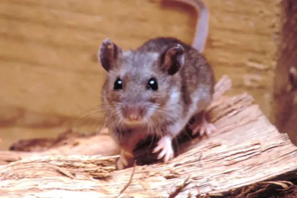 ratón