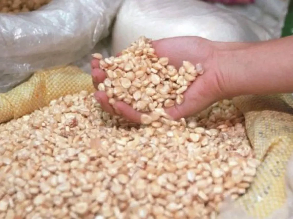 Los 70,000 quintales de maíz están contaminados con aflatoxinas y gorgojos debido a un mal manejo de la humedad en su almacenamiento. 