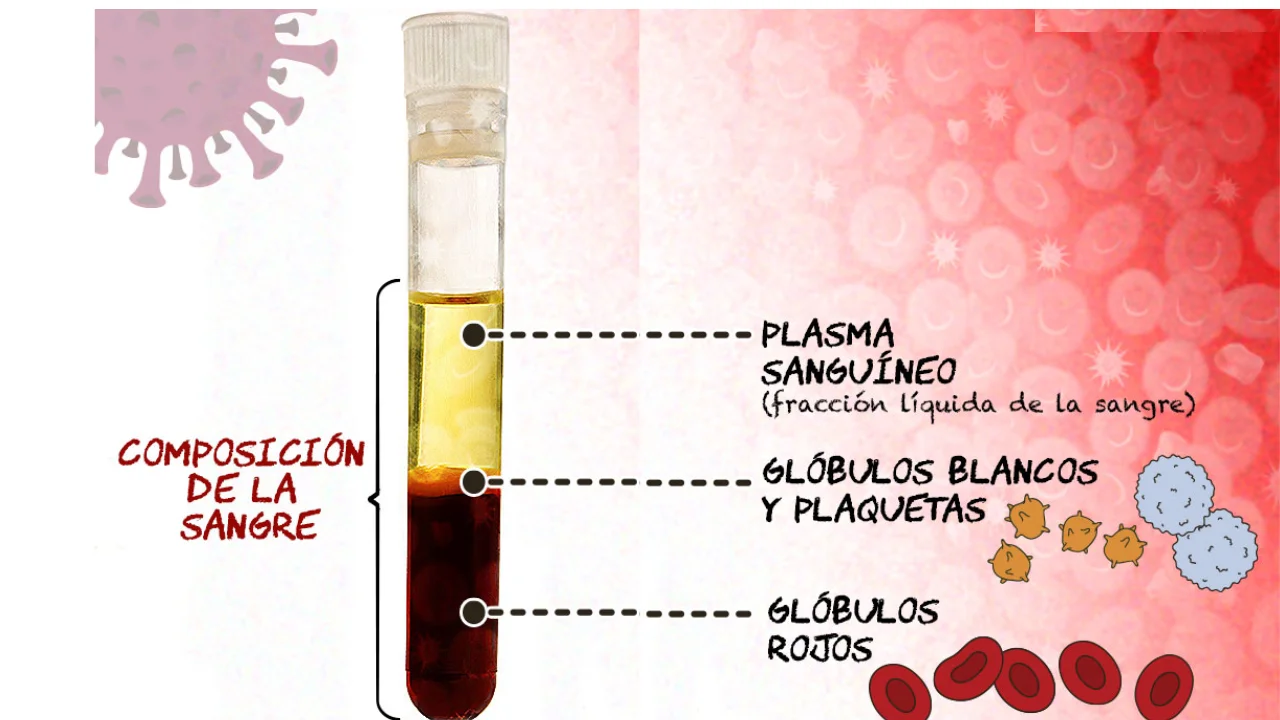 Explicación de cual es el plasma sanguínea.