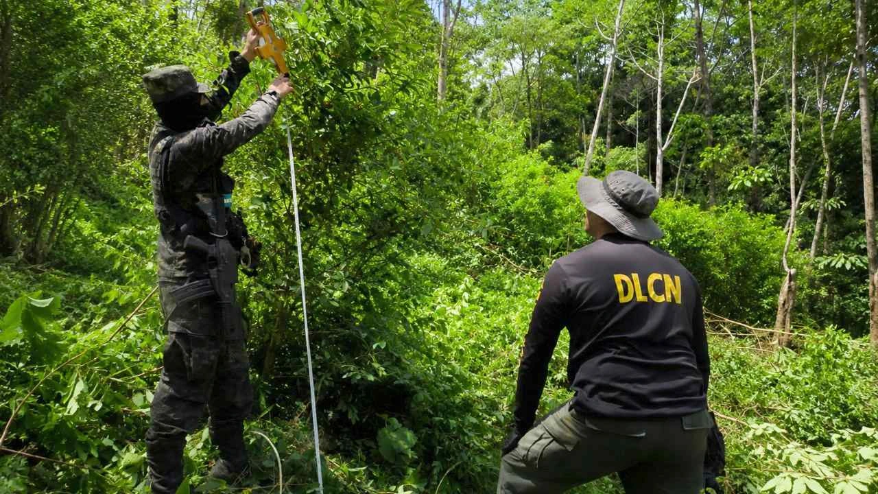 La coca ya no llega en lanchas, ahora es cultivada en Honduras