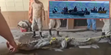 Imagen de nota: Cocodrilo de casi 4 metros muere tras ser capturado por pescadores en El Edén