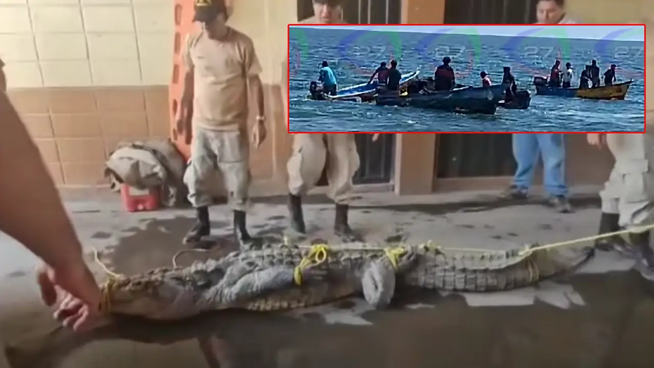 Cocodrilo de casi 4 metros muere tras ser capturado por pescadores en El Edén Imagen de Cocodrilo de casi 4 metros muere tras ser capturado por pescadores en El Edén