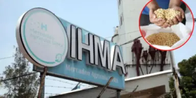 Imagen de Denuncian posible pérdida de 70,000 quintales de maíz por negligencia en el IHMA