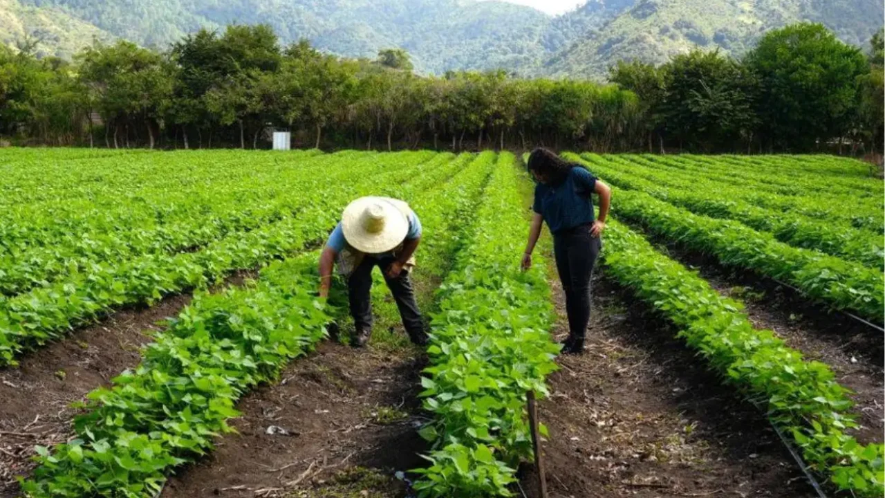 Gobierno inicia entrega de L1,500 millones en bonos agrícolas en Comayagua Imagen de Gobierno inicia entrega de L1,500 millones en bonos agrícolas en Comayagua