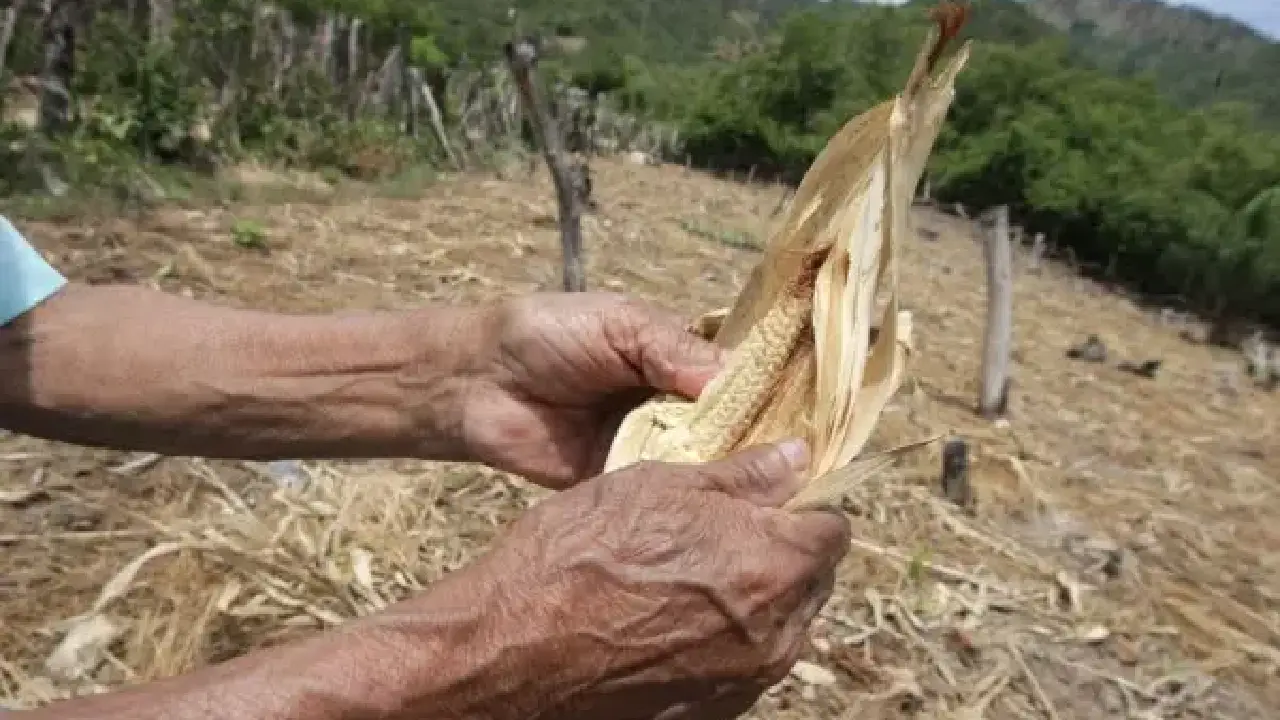 Imagen de El Niño golpea el sur de Honduras: alertan hambruna y pérdida de cultivos