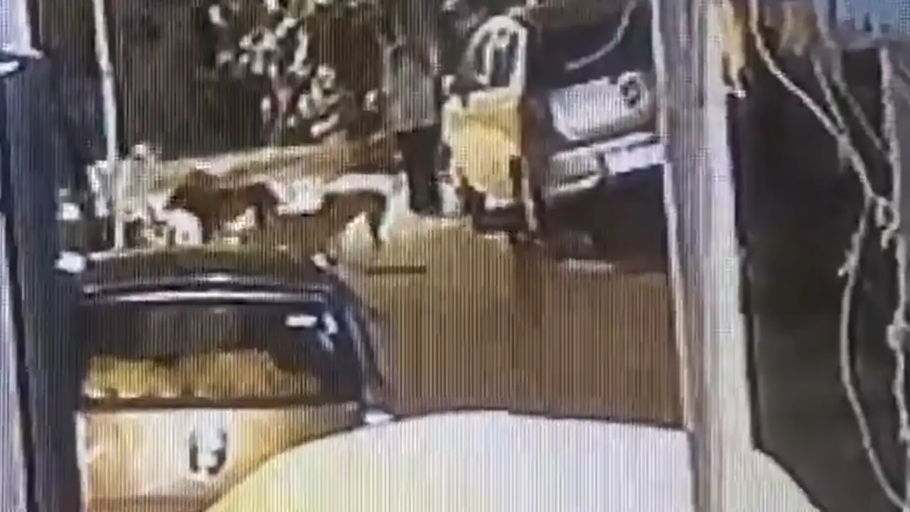 Video muestra brutal ataque de 15 perros callejeros a una estudiante Imagen de Video muestra brutal ataque de 15 perros callejeros a una estudiante