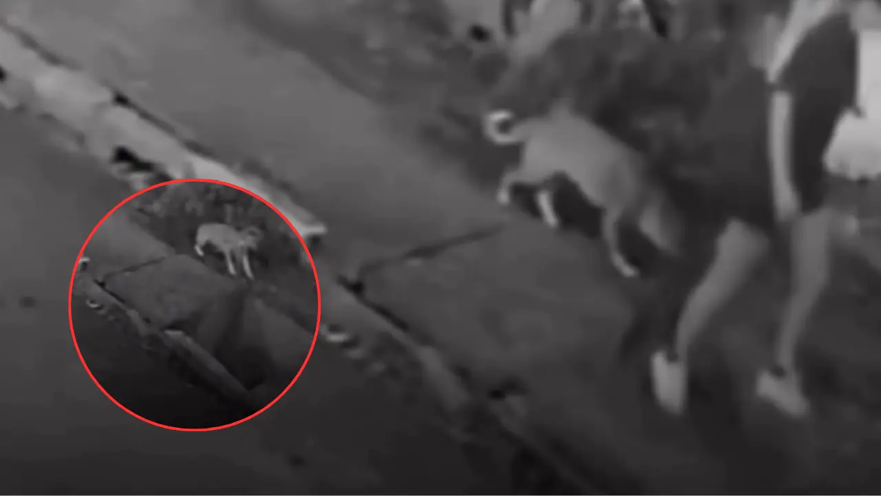 Video: Estudiante paseaba a su perro y terminó hospitalizada tras trágico accidente Imagen de Video: Estudiante paseaba a su perro y terminó hospitalizada tras trágico accidente