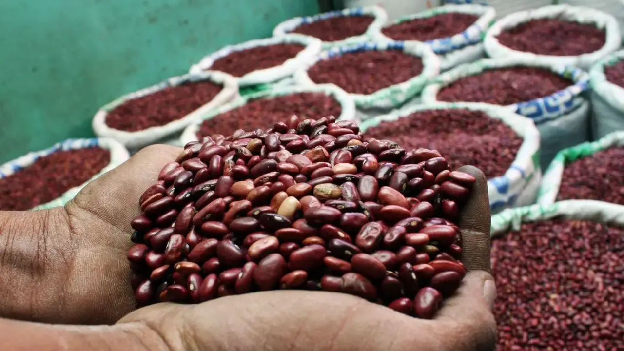 Controversia en el IHMA: Exgerente niega pérdida de 44 mil quintales de frijoles Imagen de Controversia en el IHMA: Exgerente niega pérdida de 44 mil quintales de frijoles