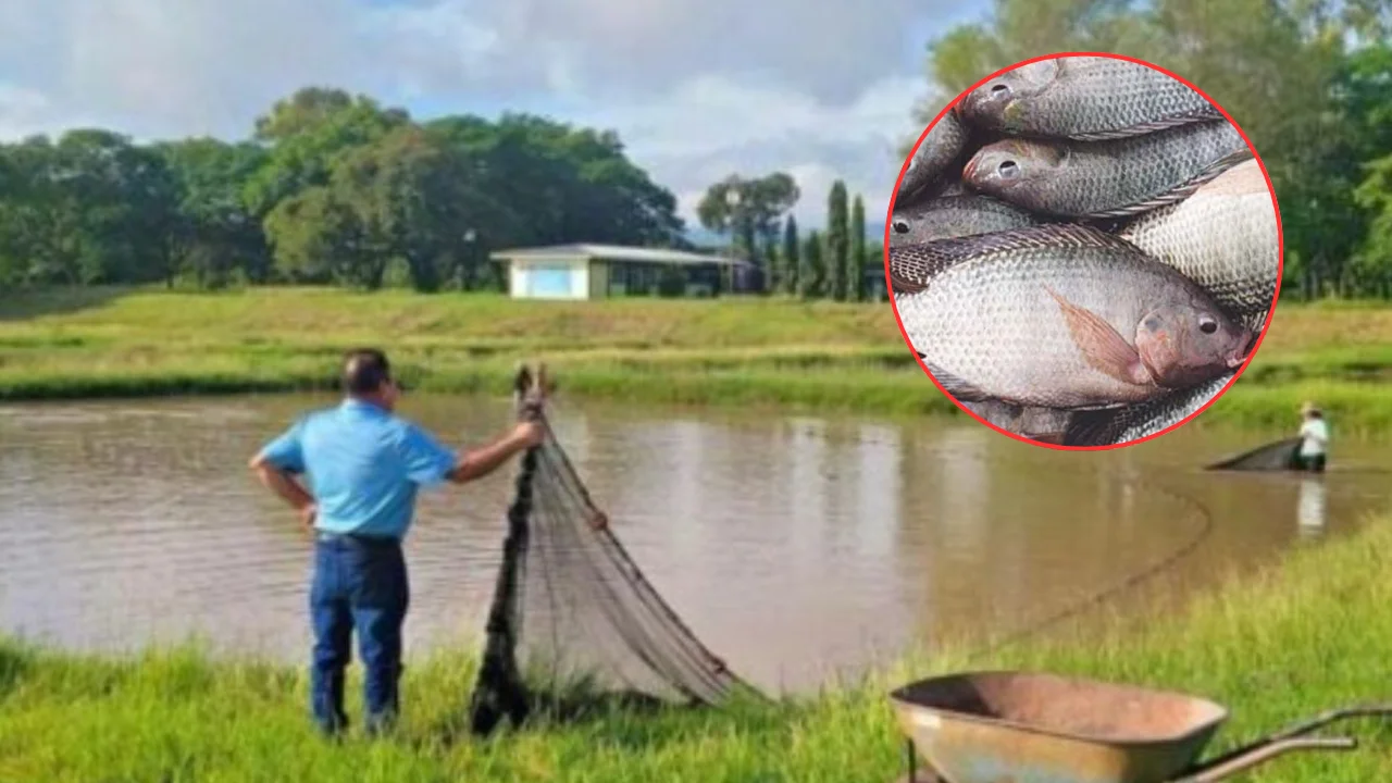 Productores de tilapia solicitan financiamiento de 3 millones de dólares para exportar Imagen de Productores de tilapia solicitan financiamiento de 3 millones de dólares para exportar