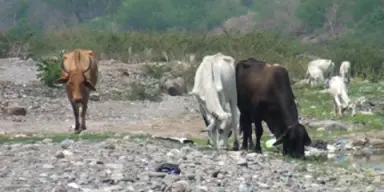 Imagen de Sequía y muerte de vacas: ganaderos piden ayuda urgente ante crisis en Choluteca