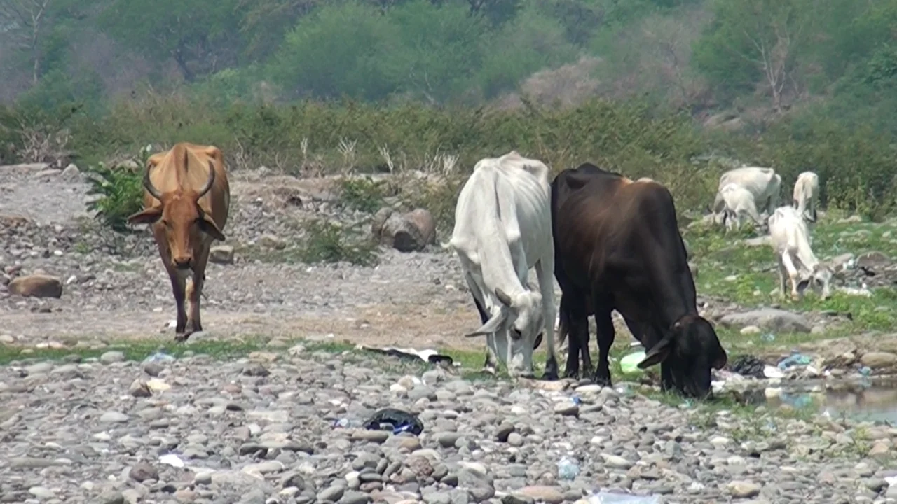 Sequía y muerte de vacas: ganaderos piden ayuda urgente ante crisis en Choluteca Imagen de Sequía y muerte de vacas: ganaderos piden ayuda urgente ante crisis en Choluteca