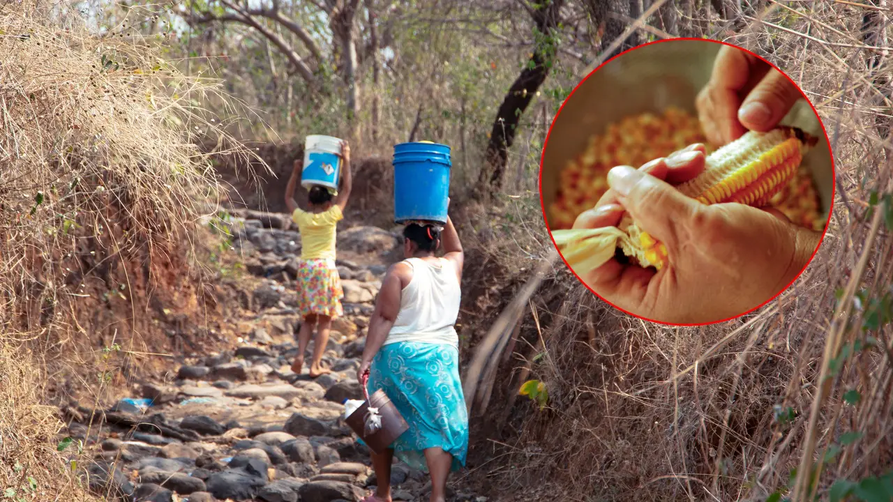 Sequía y crisis climática amenazan la alimentación de 2.2 millones de hondureños Imagen de Sequía y crisis climática amenazan la alimentación de 2.2 millones de hondureños