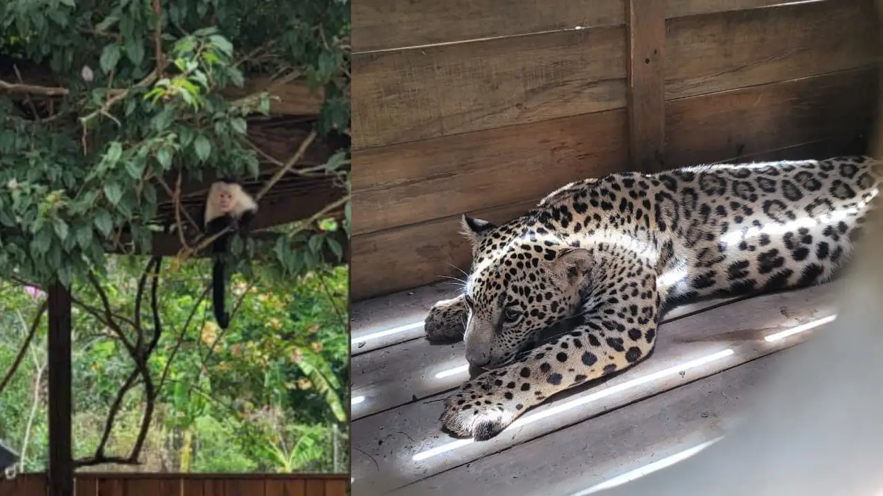 Imagen de Esto pasará con el jaguar, mono, pitón y aves que eran 'mascotas' de olanchano