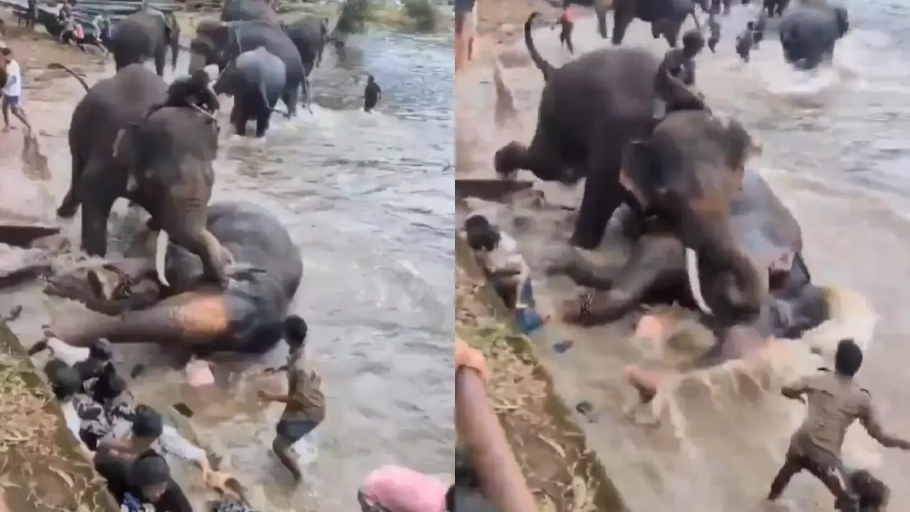 Video sensible: Turista muere aplastada durante pelea de elefantes Imagen de Video sensible: Turista muere aplastada durante pelea de elefantes