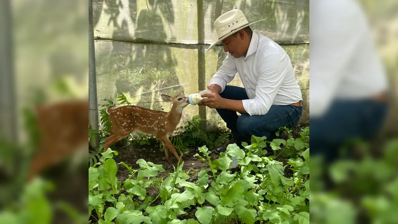 Imagen de 'Bambi' reaparece en Honduras: rescatan cría de venado cola blanca en un cafetal