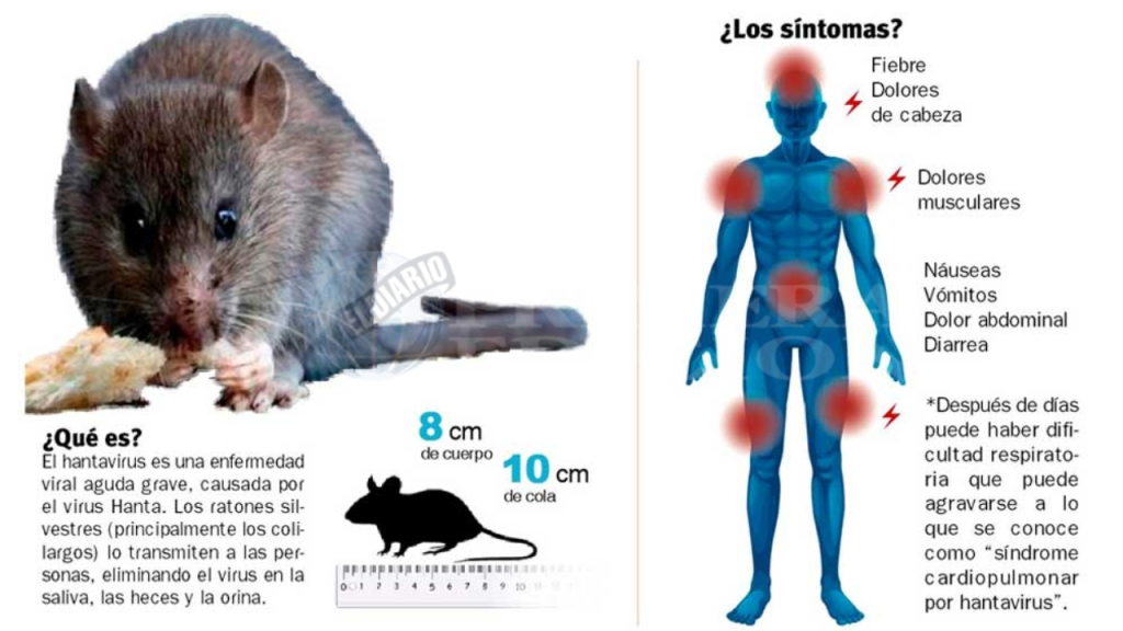 Imagen ilustrativa que explica: ¿Qué es el hantavirus y cuáles son sus principales síntomas?