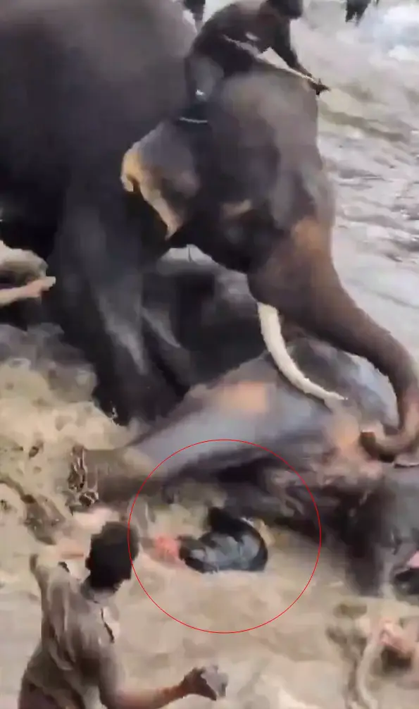 momento en que la turista muere aplastada por los elefantes