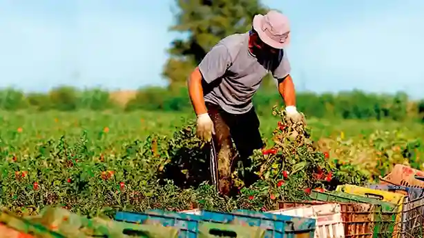 Un trabajador agrícola recolecta cultivos en el campo durante una jornada de cosecha.
