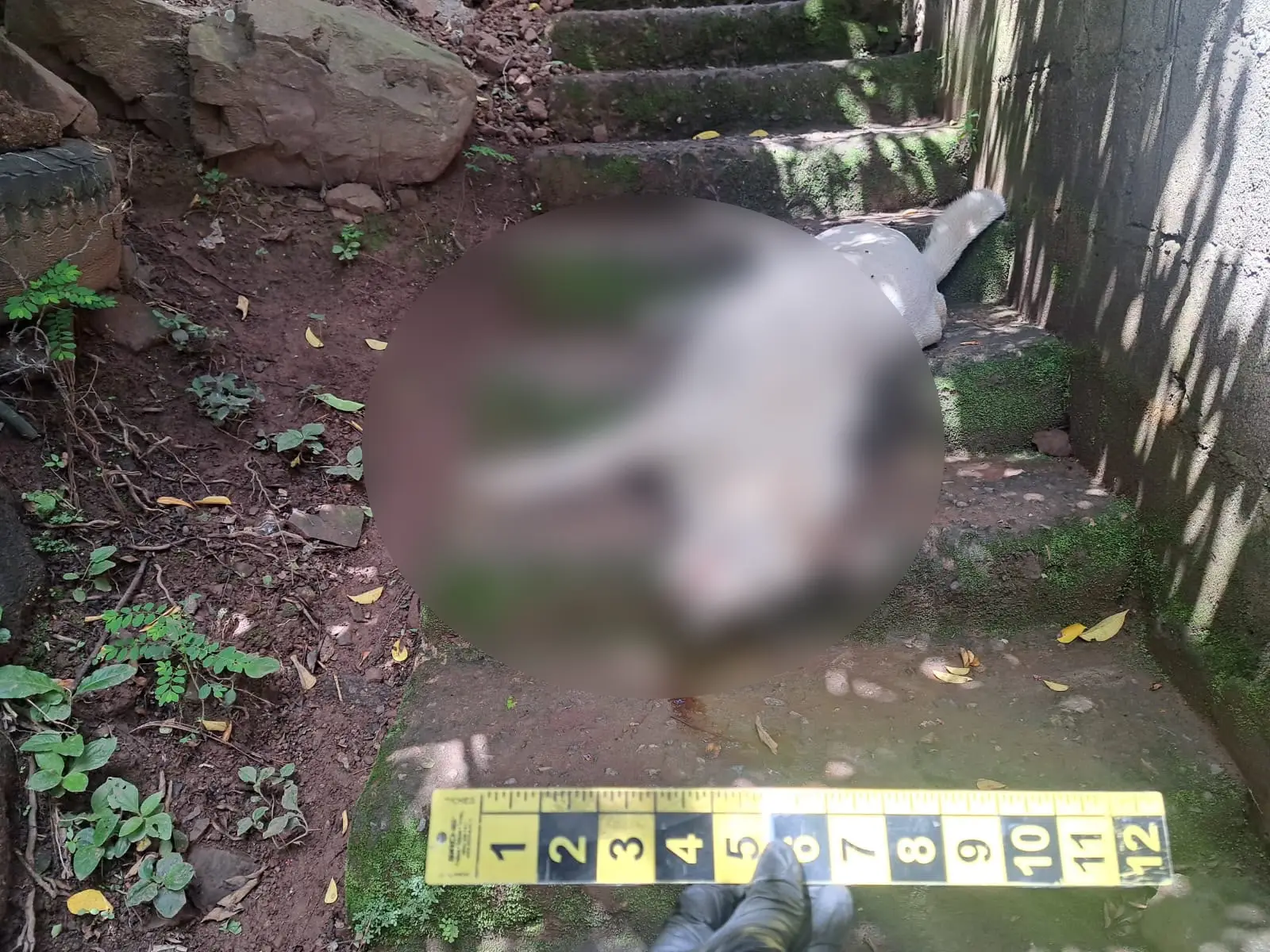 así quedó el perro al que hondureño mató, era de su vecina 