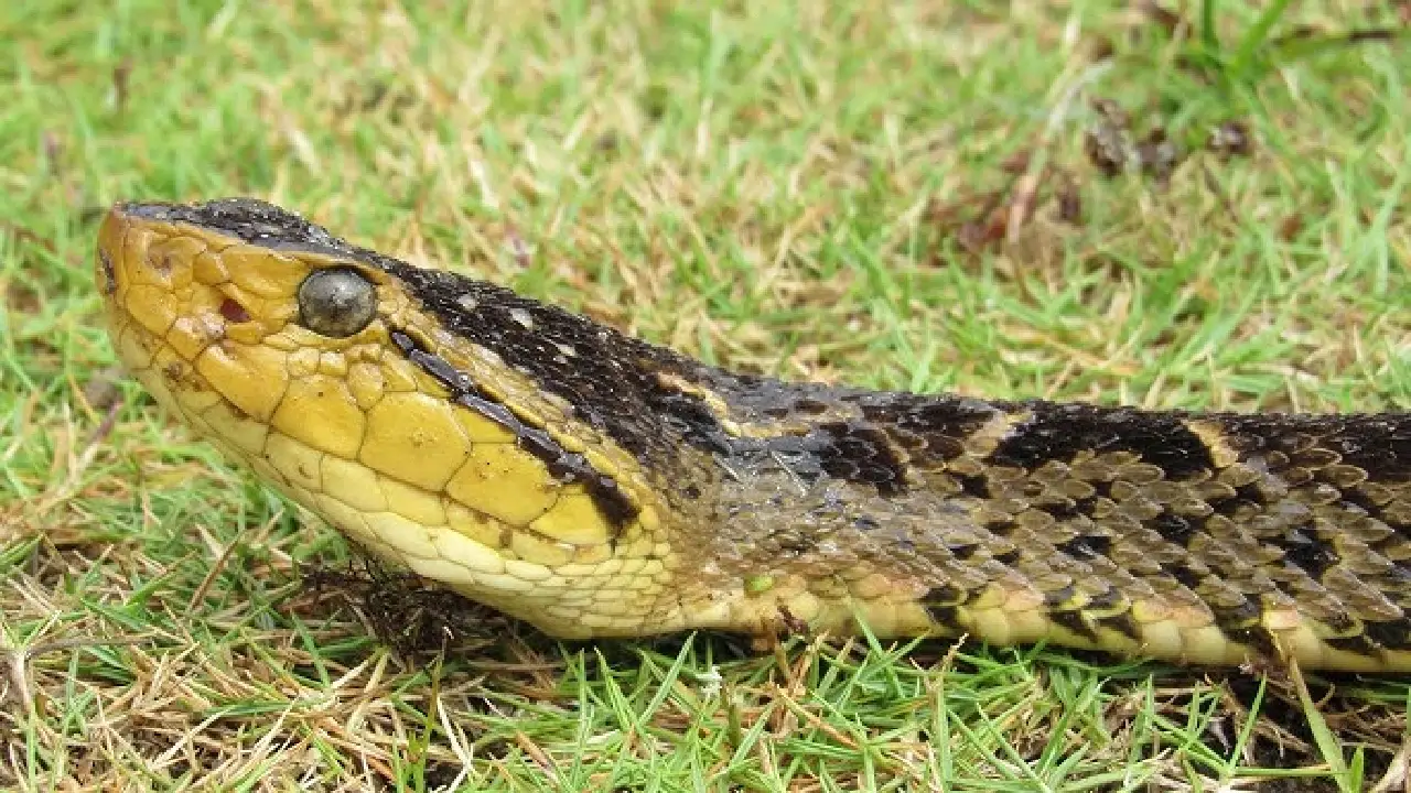 Imagen de serpiente de barba amarilla.