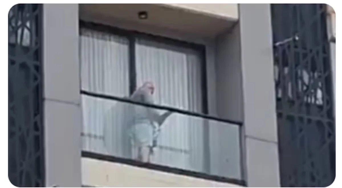 Estadounidense grabado en el balcón con el menor.