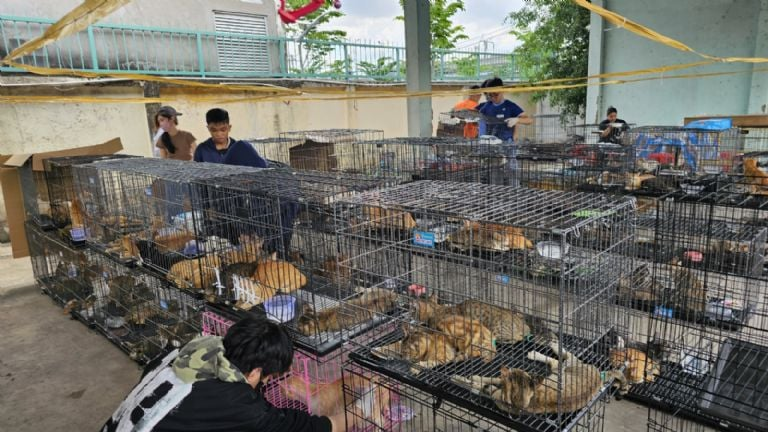 Gatos que eran para consumo humano