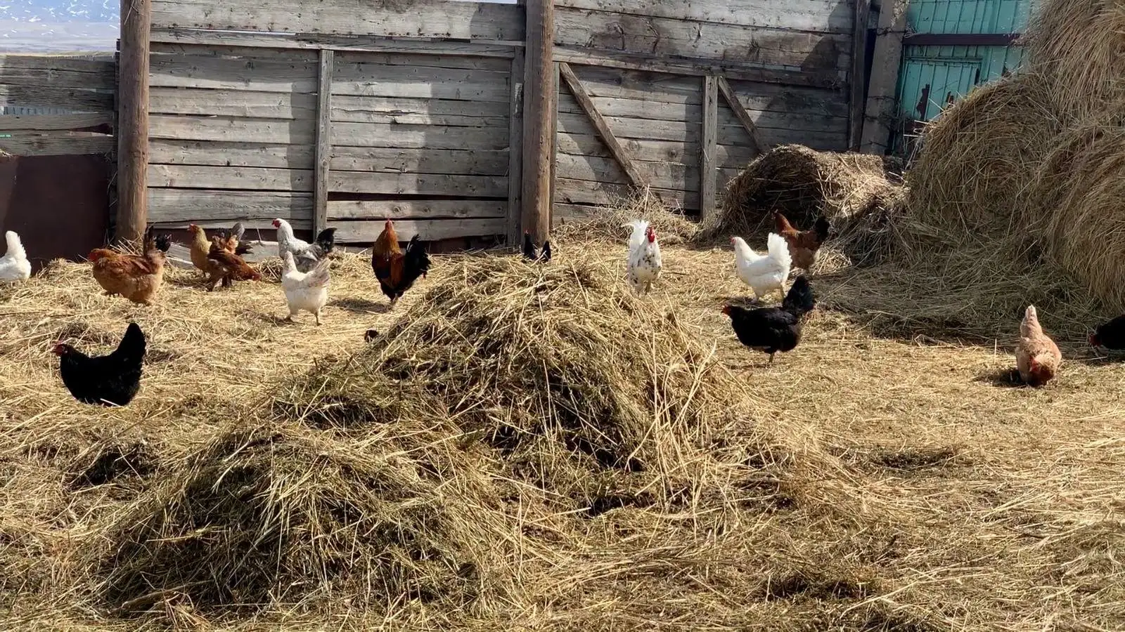 Granja donde fue identificado el caso de influenza aviar.