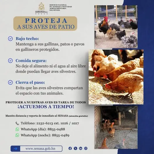 Recomendaciones para proteger gallinas y patos de la gripe aviar