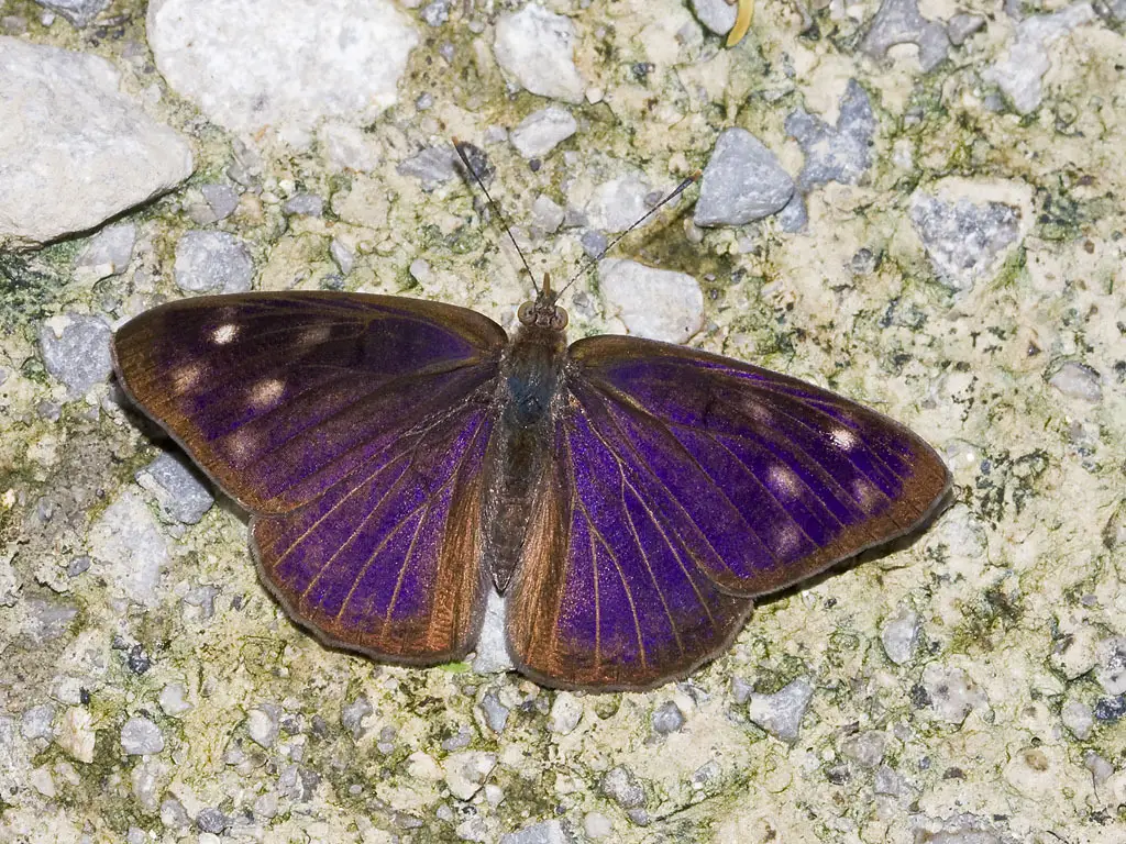 Foto de una mariposa eunica monima