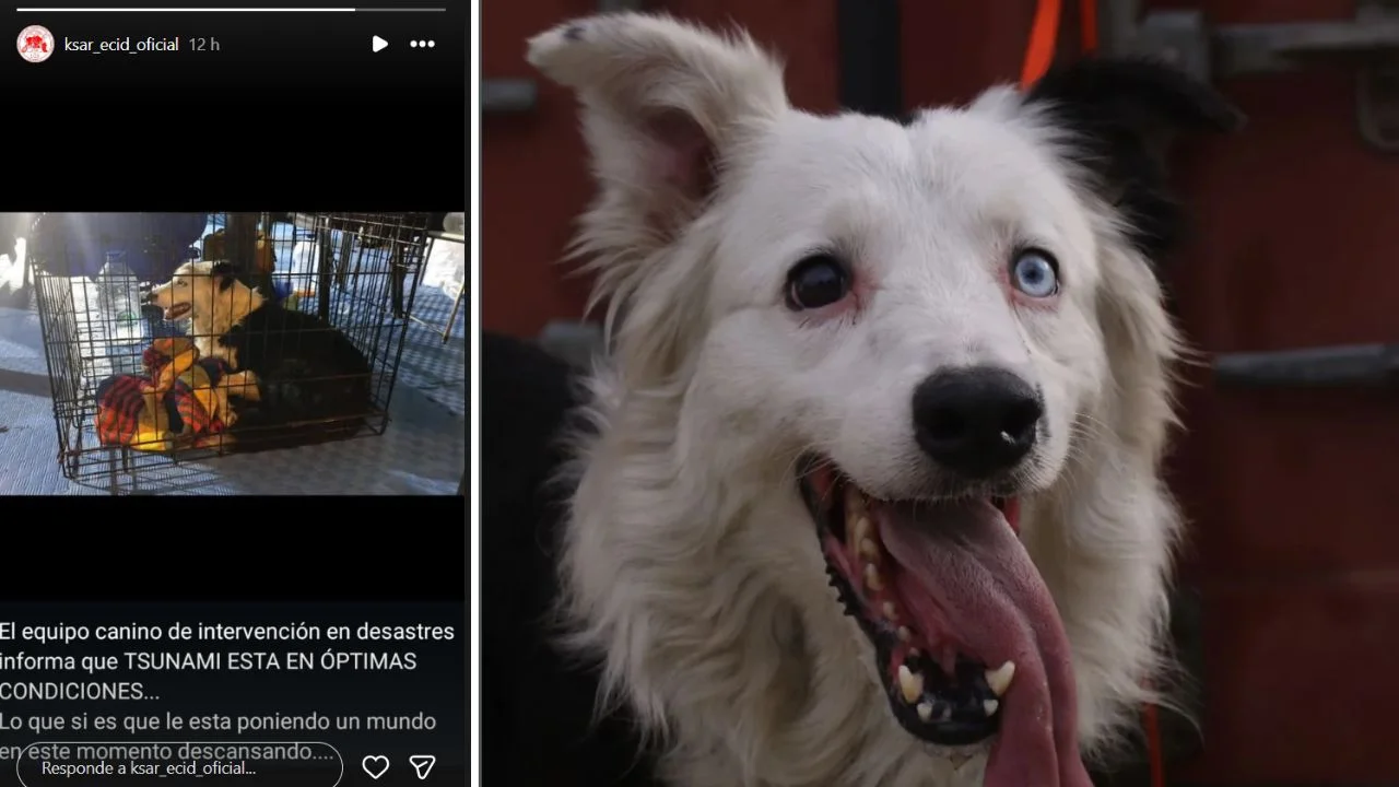 Murió Tsunami, el perro rescatista